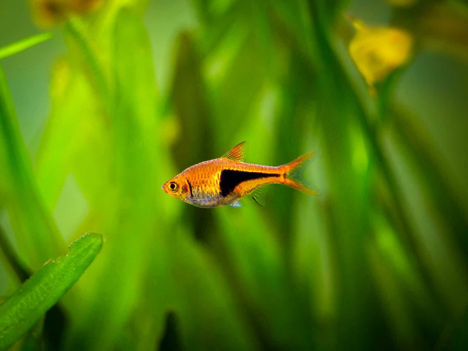 Imagem do Rasbora Arlequim